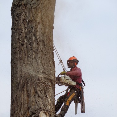 Pílenie rizikových stromov