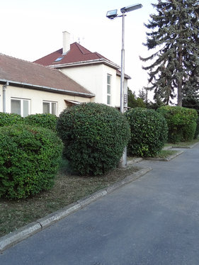 údržba kríkov pre obec - po úprave