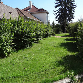 údržba kríkov pre obec - pred úpravou